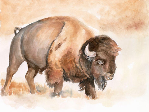 Buffalo Roam II White Modern Wood Framed Art Print with Double Matting by Parker, Jennifer Paxton