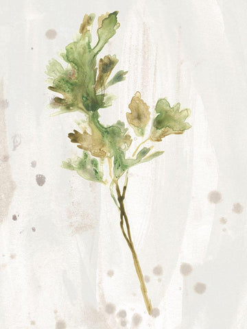 Antique Earthtone Herbs I White Modern Wood Framed Art Print with Double Matting by Vess, June Erica