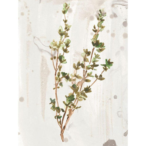 Antique Earthtone Herbs II White Modern Wood Framed Art Print by Vess, June Erica