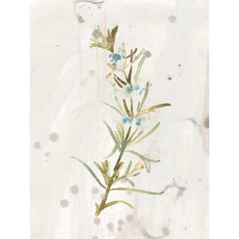 Antique Earthtone Herbs III White Modern Wood Framed Art Print by Vess, June Erica