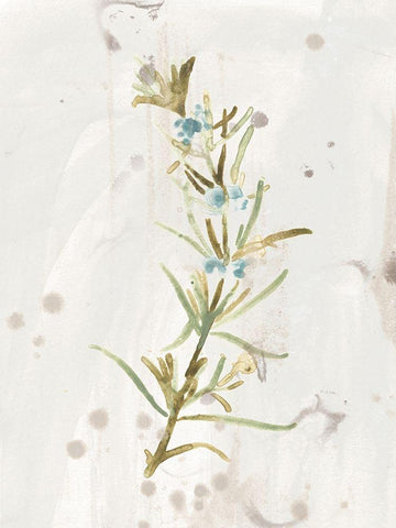 Antique Earthtone Herbs III White Modern Wood Framed Art Print with Double Matting by Vess, June Erica