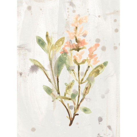 Antique Earthtone Herbs IV White Modern Wood Framed Art Print by Vess, June Erica