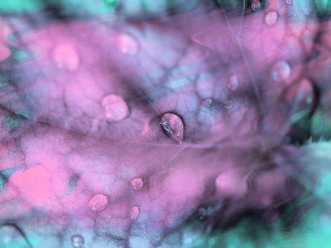 Celestial Dew Drops I Black Ornate Wood Framed Art Print with Double Matting by Bane, Eva