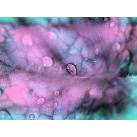 Celestial Dew Drops I White Modern Wood Framed Art Print by Bane, Eva