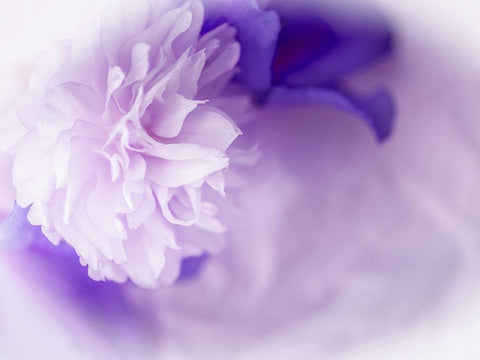 Dreamy Florals in Violet I White Modern Wood Framed Art Print with Double Matting by Bane, Eva