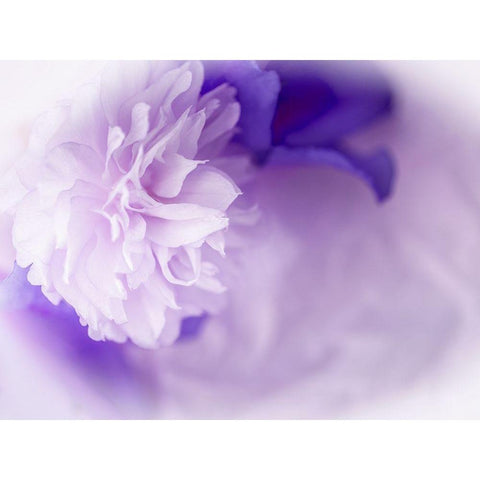 Dreamy Florals in Violet I Black Modern Wood Framed Art Print by Bane, Eva
