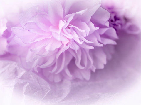 Dreamy Florals in Violet II Black Ornate Wood Framed Art Print with Double Matting by Bane, Eva