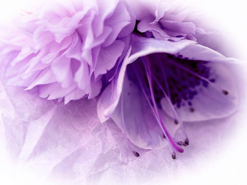 Dreamy Florals in Violet III Black Ornate Wood Framed Art Print with Double Matting by Bane, Eva