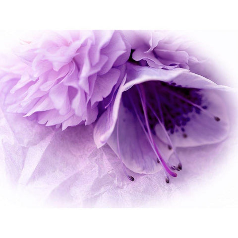 Dreamy Florals in Violet III Black Modern Wood Framed Art Print by Bane, Eva