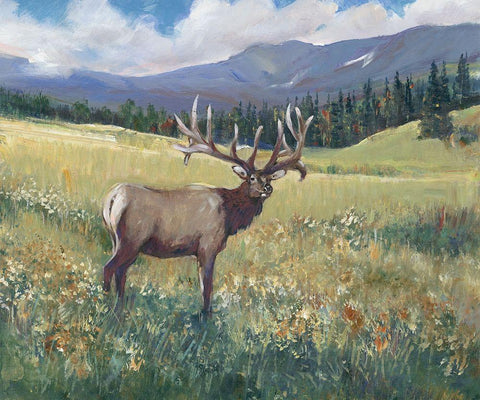 Rocky Mountain Elk I Black Ornate Wood Framed Art Print with Double Matting by OToole, Tim