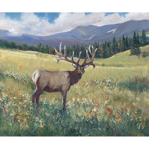 Rocky Mountain Elk I White Modern Wood Framed Art Print by OToole, Tim