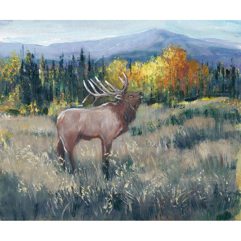 Rocky Mountain Elk II White Modern Wood Framed Art Print by OToole, Tim