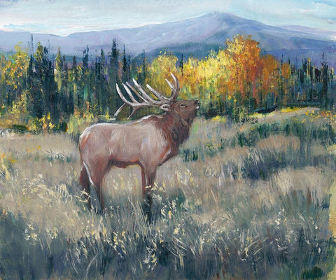 Rocky Mountain Elk II White Modern Wood Framed Art Print with Double Matting by OToole, Tim