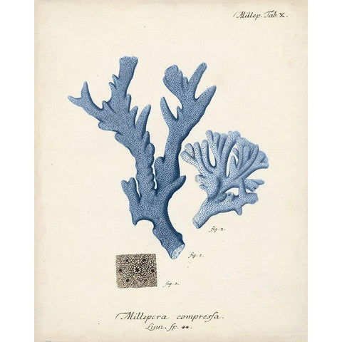 Antique Coral in Navy I Black Modern Wood Framed Art Print with Double Matting by Esper, Johann