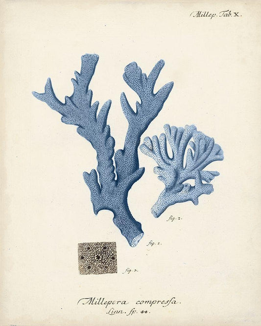 Image Only