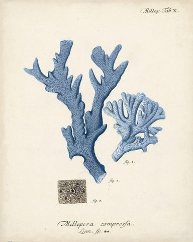 Antique Coral in Navy I Black Ornate Wood Framed Art Print with Double Matting by Esper, Johann