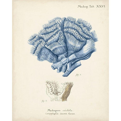 Antique Coral in Navy II Gold Ornate Wood Framed Art Print with Double Matting by Esper, Johann