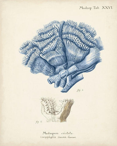 Antique Coral in Navy II White Modern Wood Framed Art Print with Double Matting by Esper, Johann