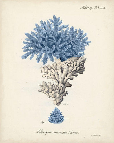 Antique Coral in Navy III White Modern Wood Framed Art Print with Double Matting by Esper, Johann