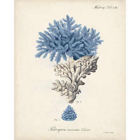 Antique Coral in Navy III Gold Ornate Wood Framed Art Print with Double Matting by Esper, Johann