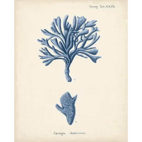 Antique Coral in Navy IV White Modern Wood Framed Art Print by Esper, Johann