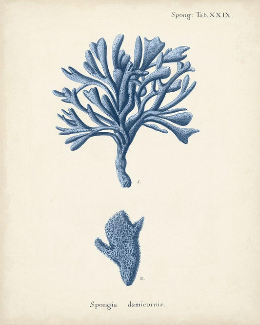 Image Only
