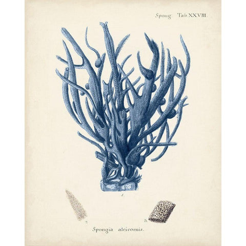 Antique Coral in Navy V White Modern Wood Framed Art Print by Esper, Johann