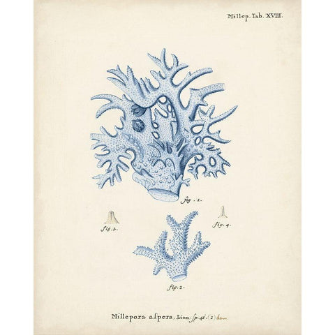 Antique Coral in Navy VI Black Modern Wood Framed Art Print with Double Matting by Esper, Johann