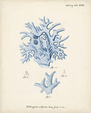 Antique Coral in Navy VI White Modern Wood Framed Art Print with Double Matting by Esper, Johann