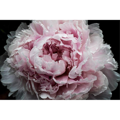 Pink Peony Passion I Black Modern Wood Framed Art Print with Double Matting by Orlov, Irena