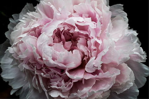 Pink Peony Passion I Black Ornate Wood Framed Art Print with Double Matting by Orlov, Irena