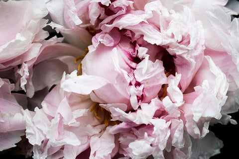 Pink Peony Passion II White Modern Wood Framed Art Print with Double Matting by Orlov, Irena