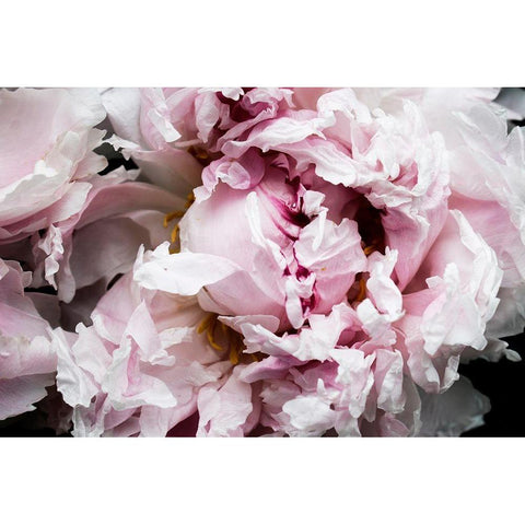 Pink Peony Passion II Black Modern Wood Framed Art Print by Orlov, Irena