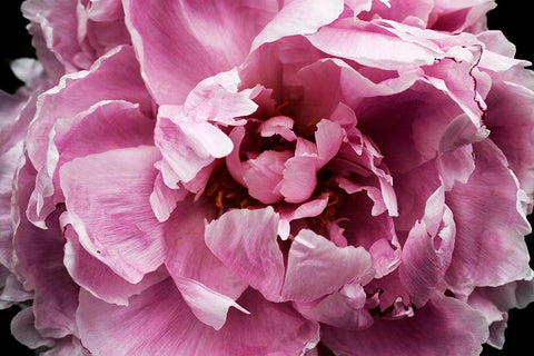 Pink Peony Passion III Black Ornate Wood Framed Art Print with Double Matting by Orlov, Irena