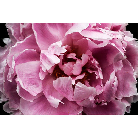 Pink Peony Passion III Black Modern Wood Framed Art Print by Orlov, Irena