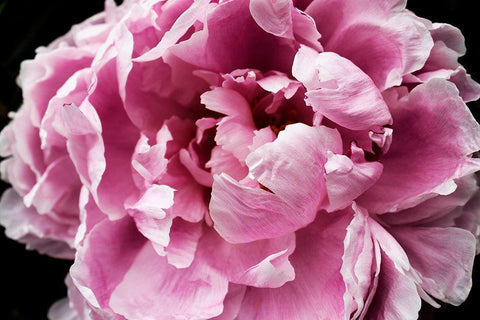 Pink Peony Passion IV White Modern Wood Framed Art Print with Double Matting by Orlov, Irena
