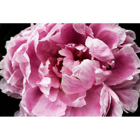 Pink Peony Passion IV Black Modern Wood Framed Art Print by Orlov, Irena