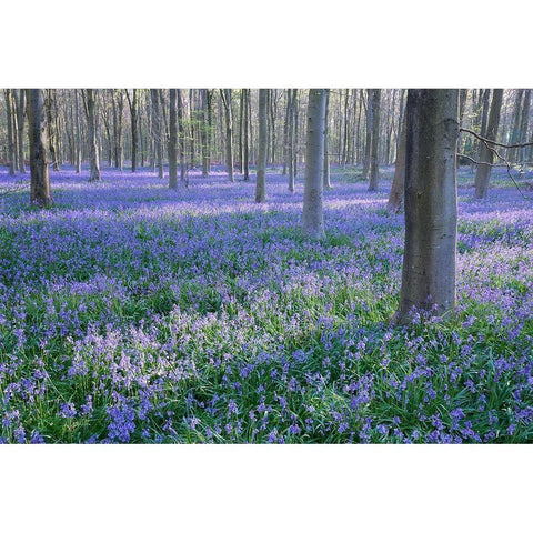Bluebell Dreams I Black Modern Wood Framed Art Print by Dautlich, Nick