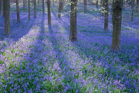 Bluebell Dreams II Black Ornate Wood Framed Art Print with Double Matting by Dautlich, Nick