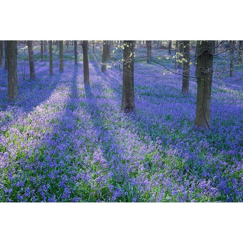 Bluebell Dreams II Black Modern Wood Framed Art Print by Dautlich, Nick