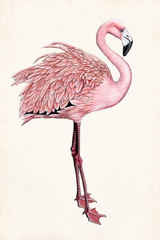 Striking Flamingo I Black Ornate Wood Framed Art Print with Double Matting by McCavitt, Naomi