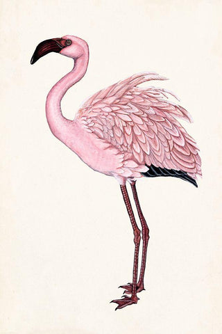 Striking Flamingo II Black Ornate Wood Framed Art Print with Double Matting by McCavitt, Naomi