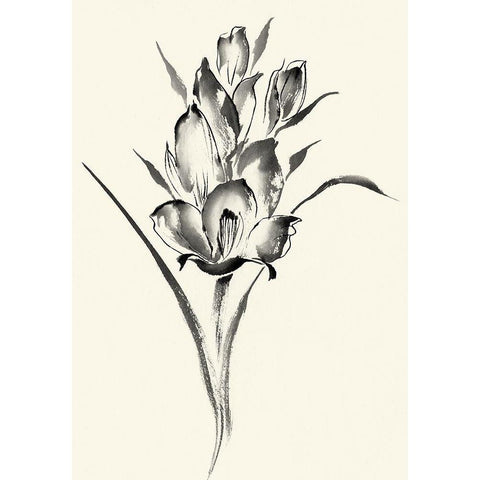 Ink Wash Floral II - Gladiolus White Modern Wood Framed Art Print by Rae, Nan