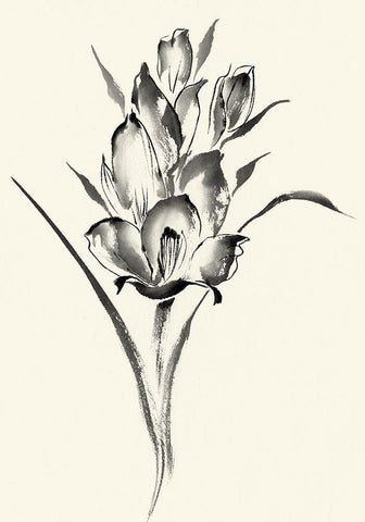 Ink Wash Floral II - Gladiolus Black Ornate Wood Framed Art Print with Double Matting by Rae, Nan