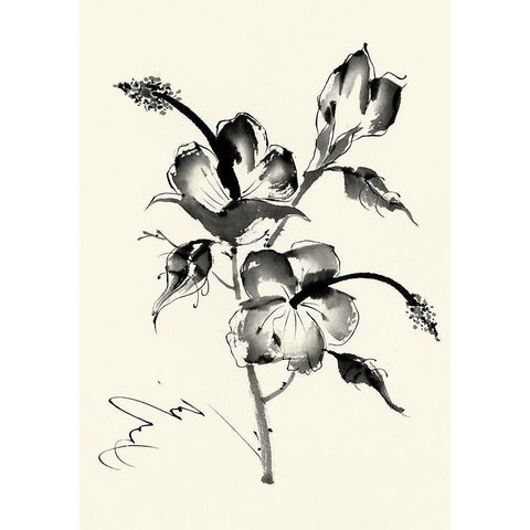 Ink Wash Floral III - Hibiscus Black Modern Wood Framed Art Print with Double Matting by Rae, Nan