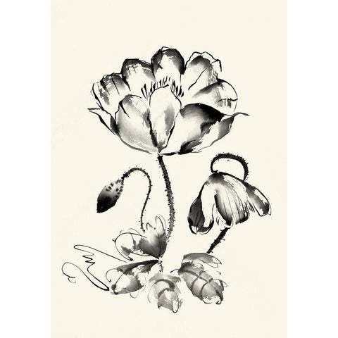 Ink Wash Floral IV - Poppy Black Modern Wood Framed Art Print with Double Matting by Rae, Nan