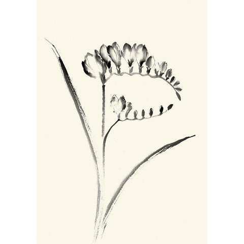 Ink Wash Floral VI - Freesia White Modern Wood Framed Art Print by Rae, Nan