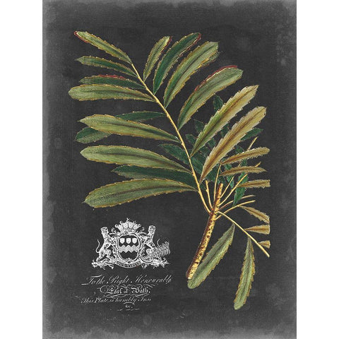 Royal Foliage II Black Modern Wood Framed Art Print with Double Matting by Vision Studio