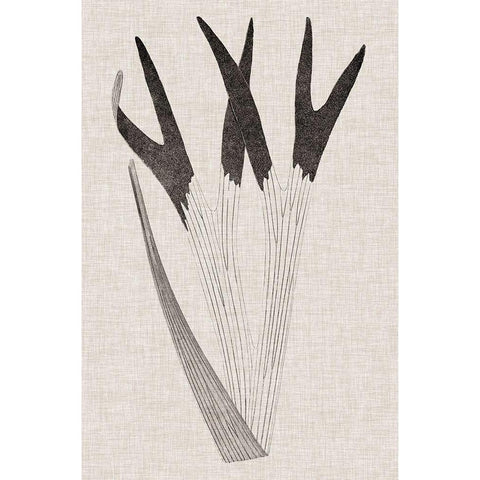 Custom Fern Family II (LG) Black Modern Wood Framed Art Print by Lowe