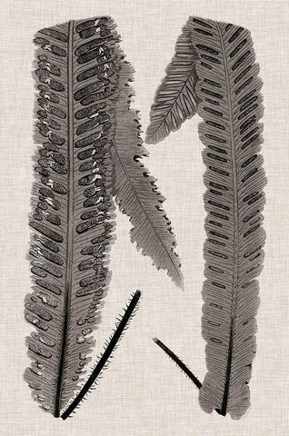 Custom Fern Family III White Modern Wood Framed Art Print with Double Matting by Lowe